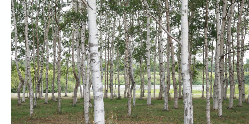 Forest of Silver Birch